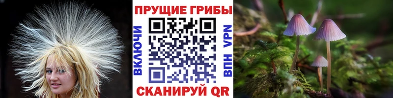 кракен онион  Алейск  Галлюциногенные грибы MAGIC MUSHROOMS 